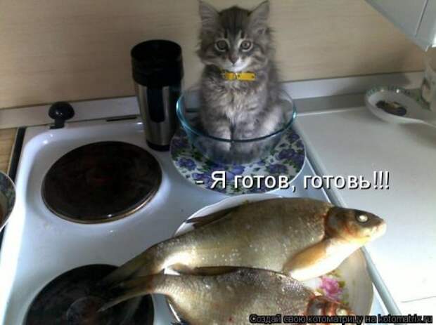 Новая котоматрица на Бугаге (30 фото)
