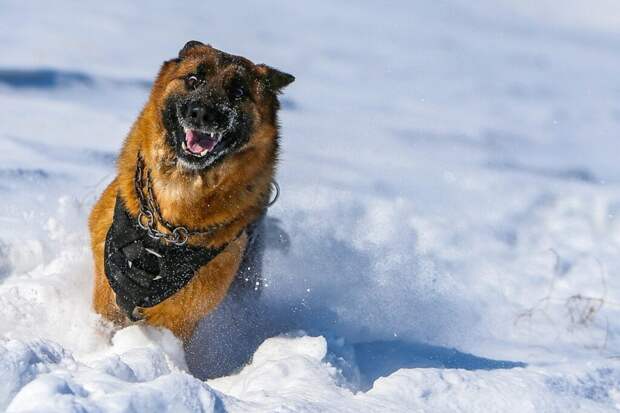 Спокойная прогулка: как мягко отучить собаку лаять на прохожих