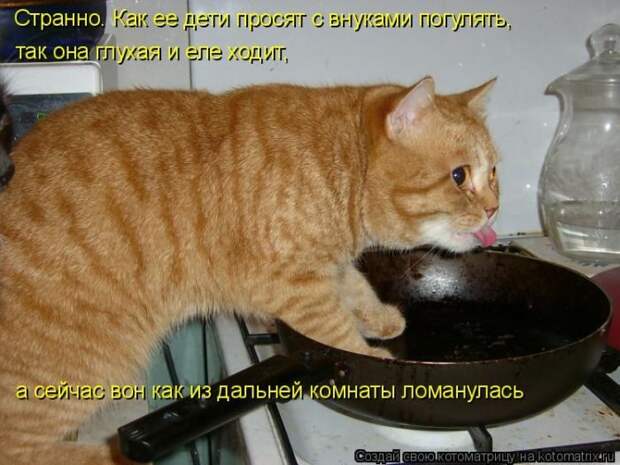 Лучшие котоматрицы недели