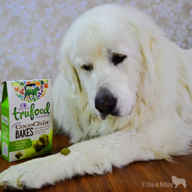 For me, #TruLoveIs is a Great Pyrenees. For Mauja and Atka, #TruLoveIs Wellness TruFood. TruFood gives pets more of what they need to be vibrant and happy.