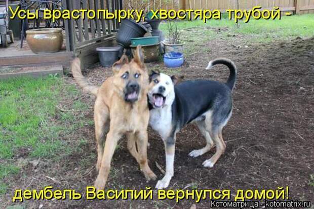Лучшие котоматрицы недели (50 фото)