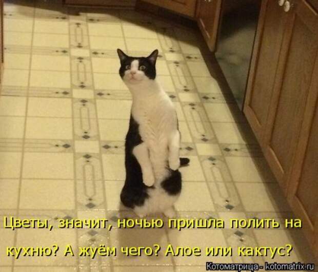 Свежая котоматрица (33 фото)