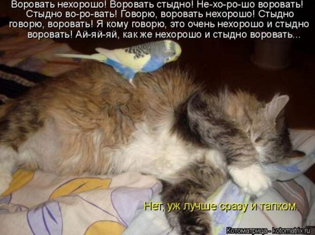 Котоматрица для хорошего настроения (35 фото)