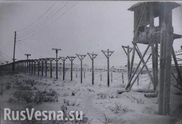 Боевиков ИГИЛ сошлют в Сибирь и сделают рабами, — «Голос Ливии» (ФОТО) | Русская весна