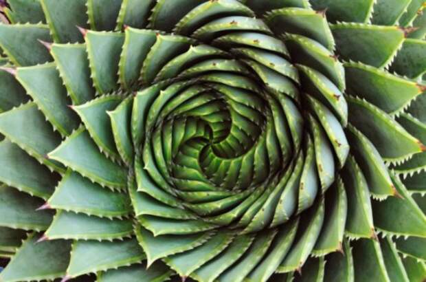 Перфекционизм 