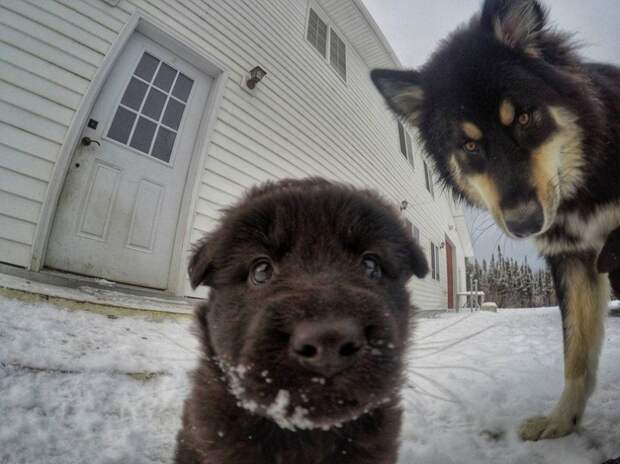 Стоматолог из Аляски и его собаки покорили интернет собаки, фото