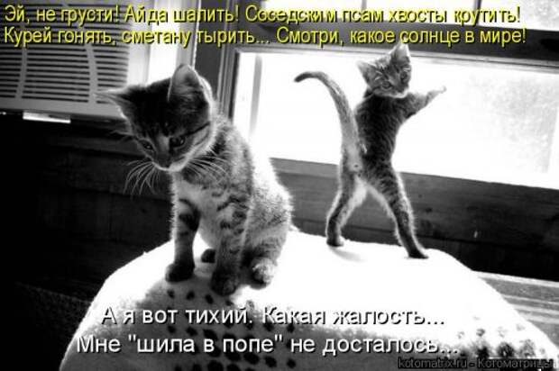 Лучшая котоматрица недели (35 фото)
