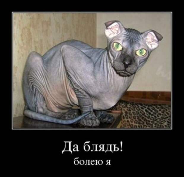 Демотиваторы приколы картинки, заряд отличного настроения!