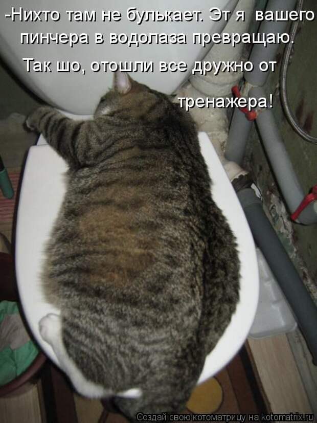 Лучшие котоматрицы недели