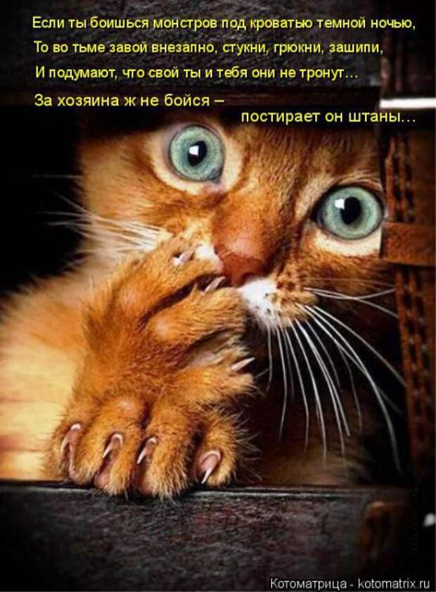 Котоматрицы(картинки с надписями)