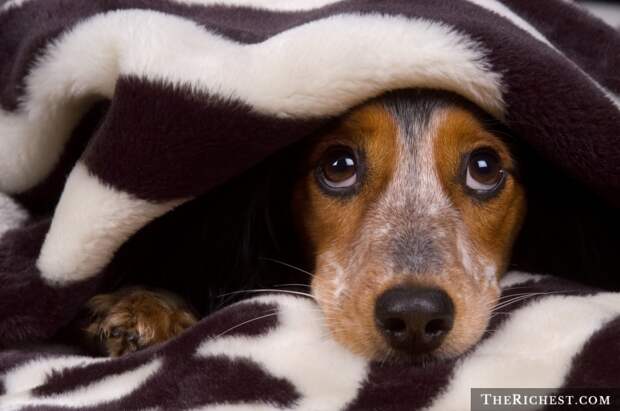shutterstock_Dog Hiding