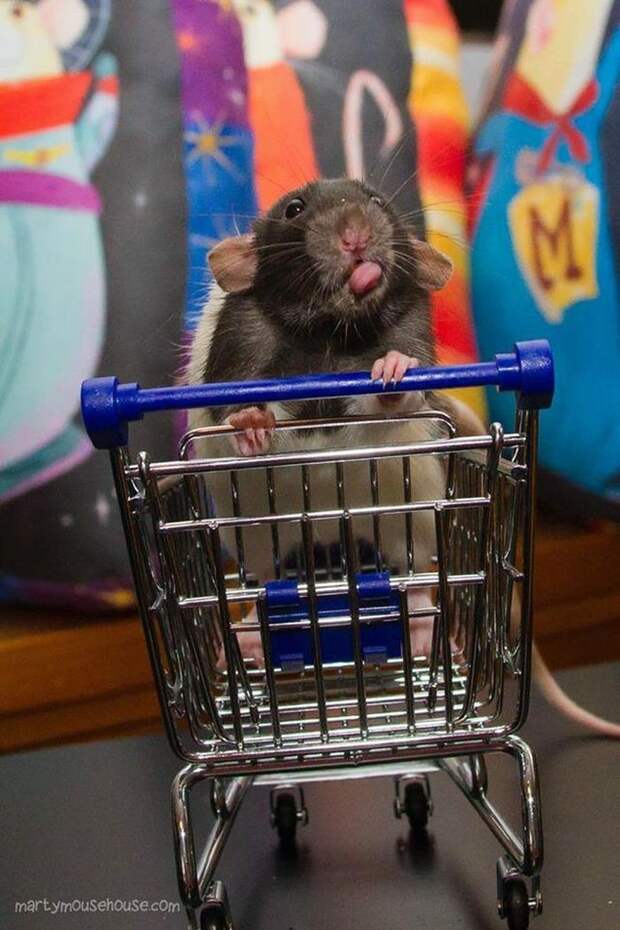 Они даже не подумают помочь вам толкать тележку в супермаркете животные, крыса, милота, позитив
