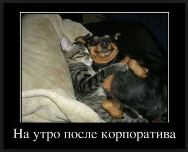 Демотиваторы 15/01 Демотиваторы 15/01