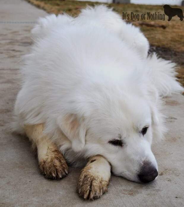 Why you should consider soap-free shampoo for your Great Pyrenees.