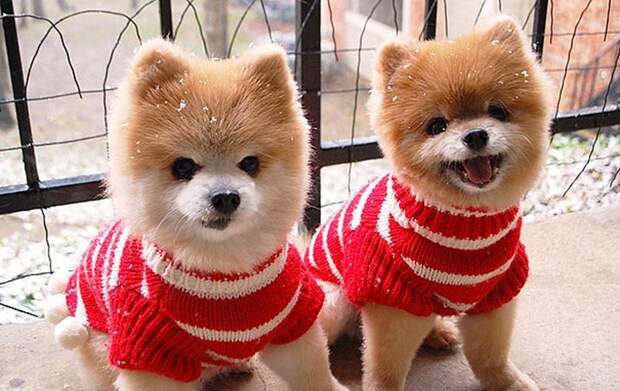 AnimalTwins13