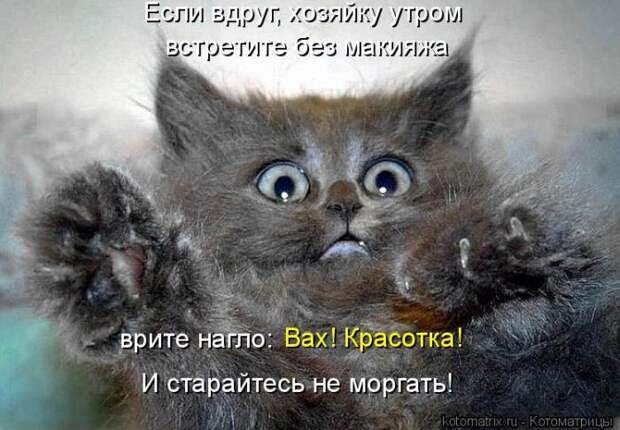 Лучшие котоматрицы недели (50 фото)