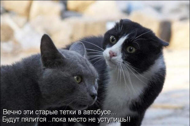 Смешные животные из КотоМатрицы (49 шт.)