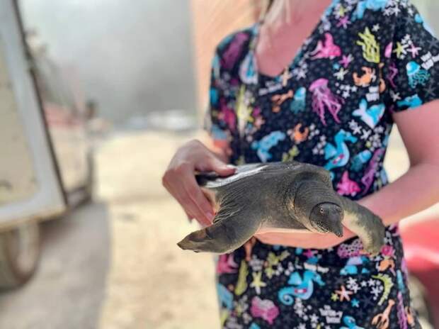 В Новосибирске спасли черепаху во время пожара в больнице