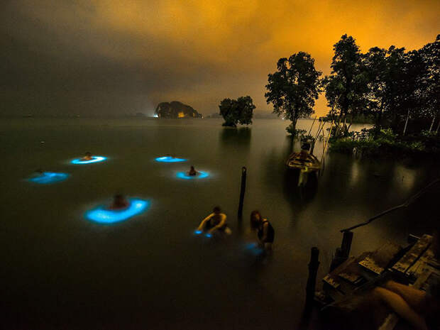 halo-effect-swimmers-bioluminescent-phytoplankton-thailand-will-strathmann
