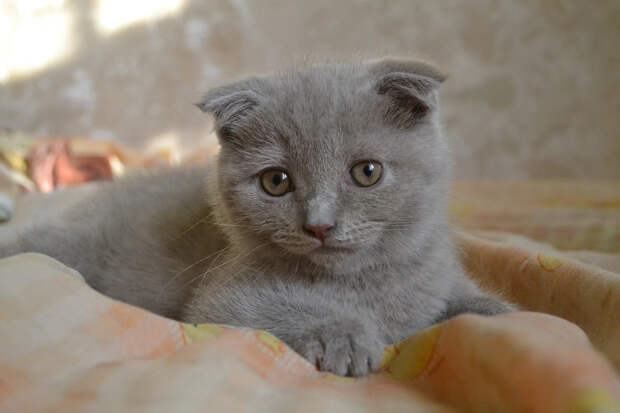 Шотландская вислоухая кошка: фото, характер и особенности породы
