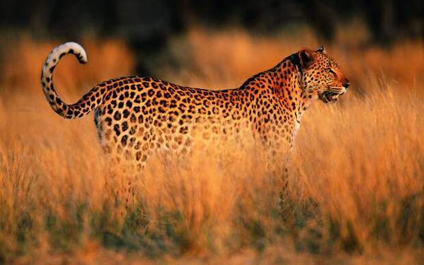 Самые сильные животные в мире Леопард (Panthera pardus), фото хищники фотография