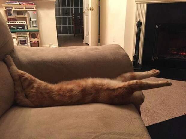 Коты и кошки, которые могут заснуть где угодно