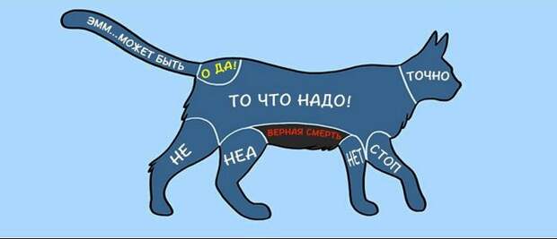 kak-nuzhno-gladit-zhivotnyx_1
