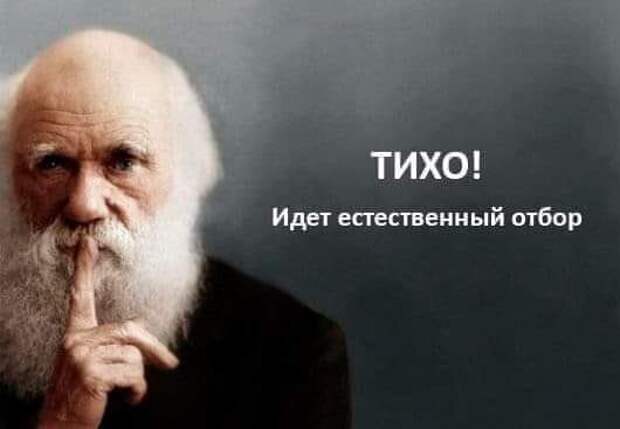Политические комментарии из инета