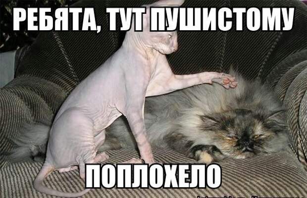 Смешные картинки с подписями катинки, прикол, юмор