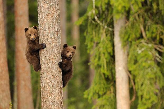 AnimalTwins12