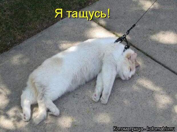 Котоматрицы (картинки с надписями)