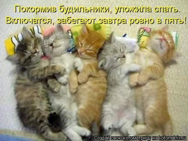 котоматрицы (50 фото) котоматрицы (50 фото)