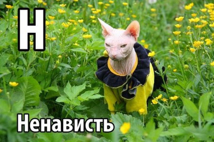 Смешные картинки с подписями катинки, прикол, юмор