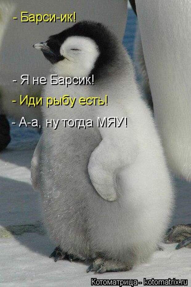 Котоматрицы, животные приколы.