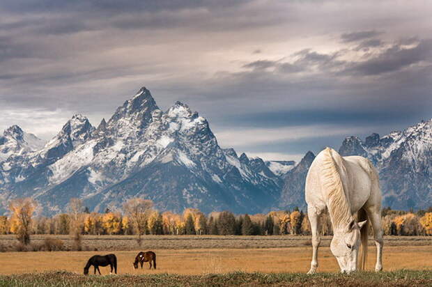 Дикие животные в фотографиях Nathaniel Smalley