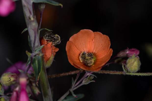 Пчелы, уснувшие в цветке: история одного фотоснимка насекомые, природа, пчела в цветке, пчелы, трогательно, фото, фотограф, фотография