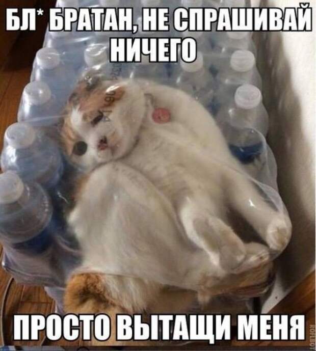 Первая подборка прикольных картинок в 2015 году