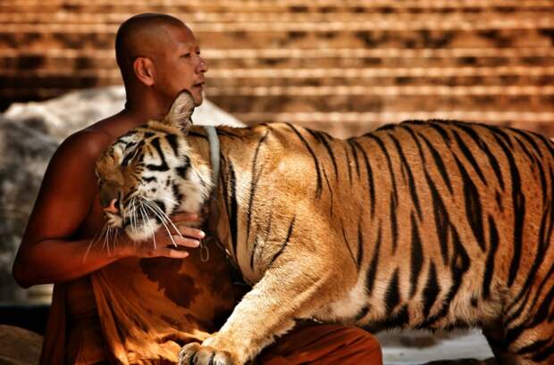 Тигры в абсенте животные, тигр