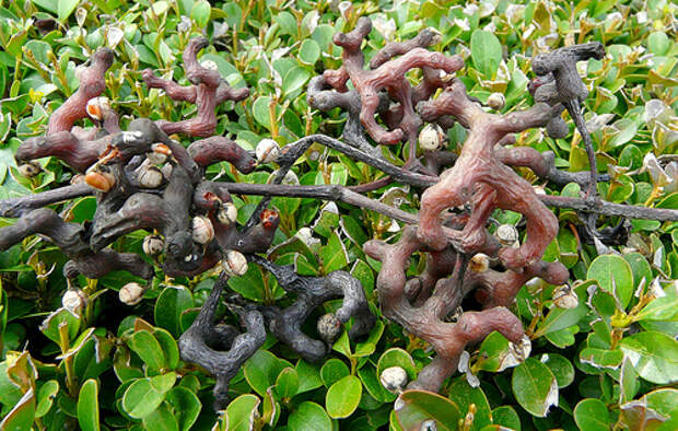 4557501_konfetn (500x318, 217Kb)