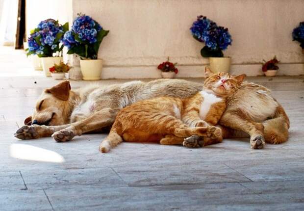 Кот на собаке Кот на собаке