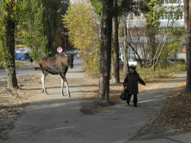 Дикие звери на улицах России. Стереотип или реальность? животные, прикол, факты, юмор