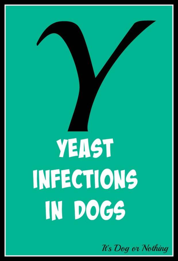 When it comes to giant breed health and nutrition, there's a lot that goes into raising a happy, healthy dog. We're going from A to Z talking about giant breed specific needs! Today, it's all about yeast infections in dogs, specifically their ears.