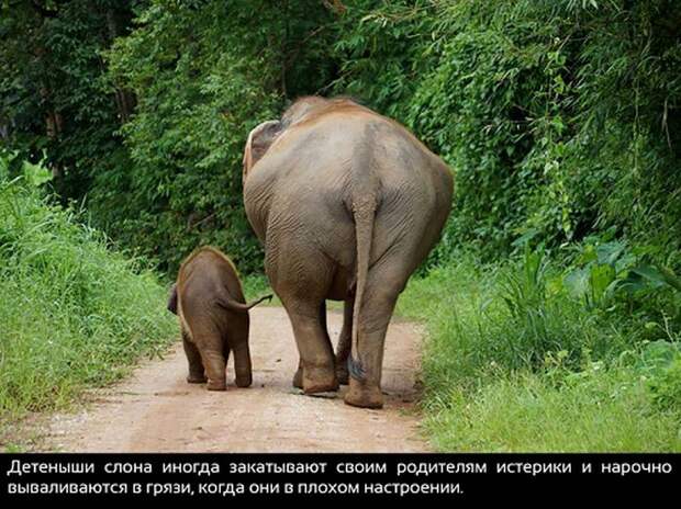 Интересные факты обо всем на свете (20 фото)