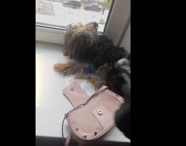 Новосибирские спасатели извлекли собаку из сумки
