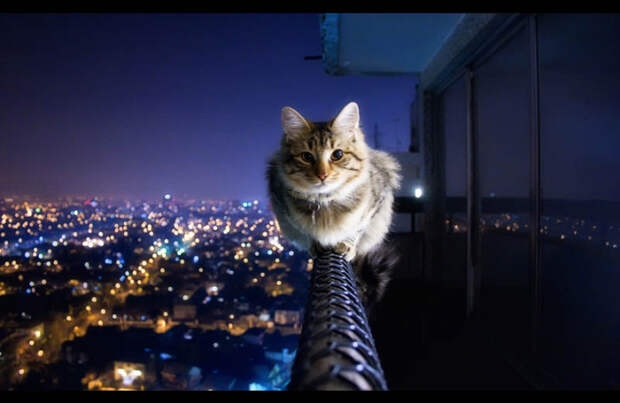 баланс кот смелый
