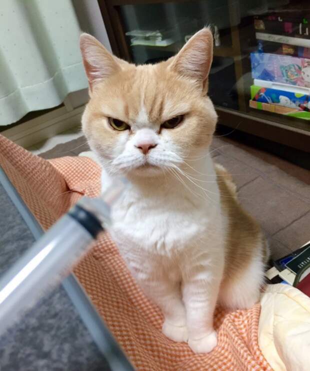 Озлобленный кот Коюки животные, коты, прикол