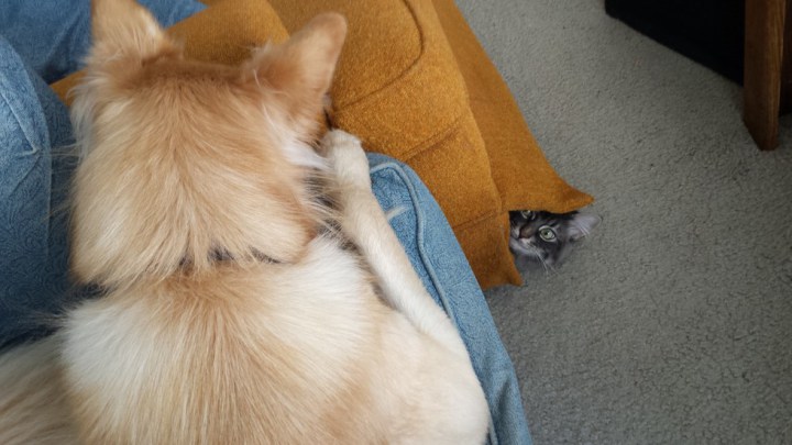 коты и собаки 