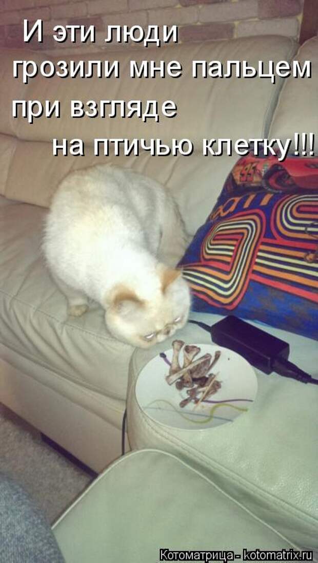 Котоматрица: И эти люди грозили мне пальцем при взгляде  на птичью клетку!!!