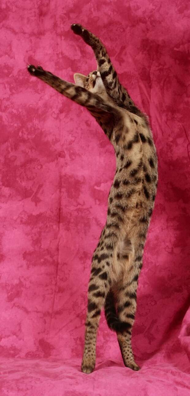 Кошка породы саванна. Фото