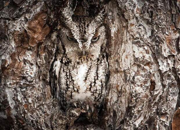 national-geographic-traveler-photo-contest-сова